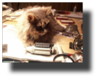 Mishi the Modeler Cat and the Allison V-1710-33 scale model.